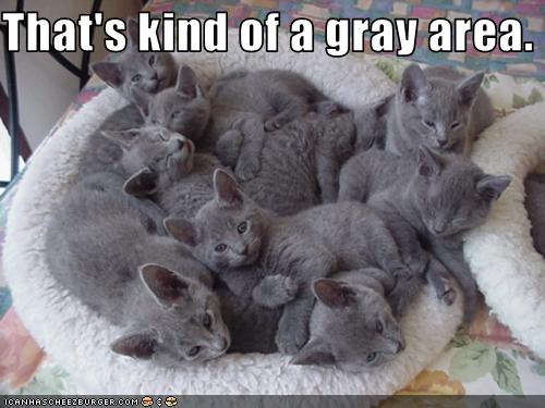 Funny-pictures-kittens-are-grey.jpg