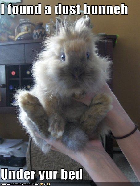 File:Funny-pictures-dust-bunny-under-bed.jpg - Tar Valon Library