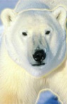 Nanook, Mistress of the Polar Bears
