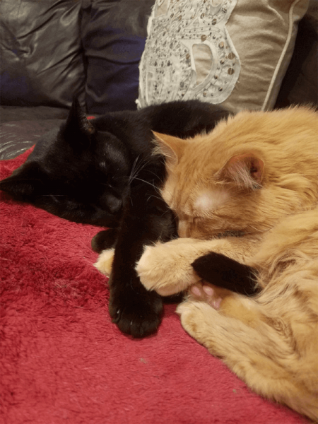 File:VenricCats.png