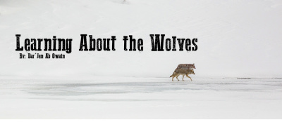 Learning-about-the-wolves.jpg