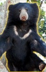 Orsola, Mistress of the Sloth Bears
