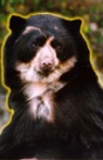 Nita, Mistress of the Spectacled Bears