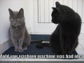 Funny-pictures-cat-told-you-the-washing-machine-was-a-bad-idea1.jpg