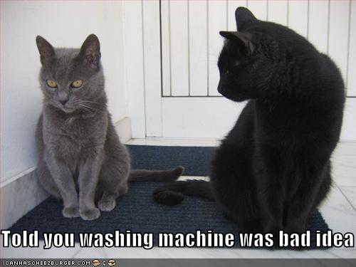 Funny-pictures-cat-told-you-the-washing-machine-was-a-bad-idea1.jpg