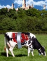 Cow-grazing2.jpg