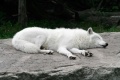 Sleeping-white-wolf.jpg